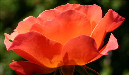 Oransje-rose (23k image)