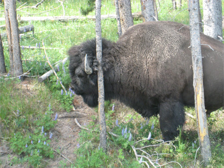 bison-klor (86k image)