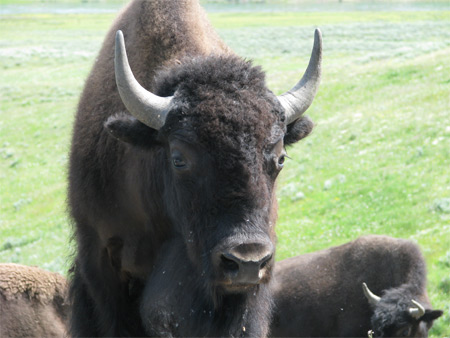 bison-naer (52k image)