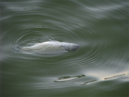 dod-fisk (30k image)