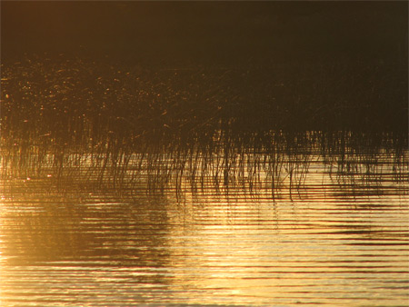 gras-i-solnedgang (59k image)
