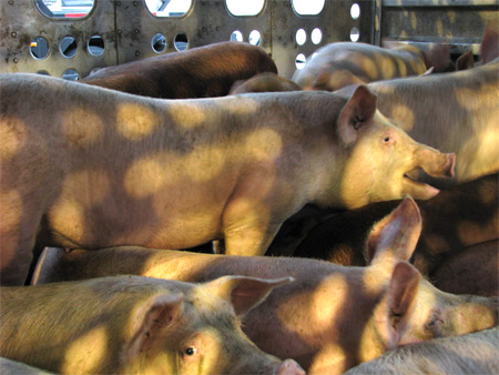 griser-skal-slaktes (60k image)