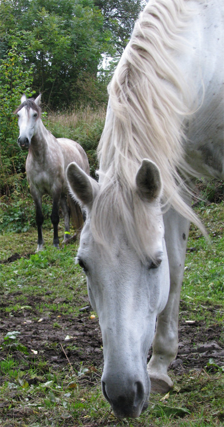 hvite-hester (188k image)