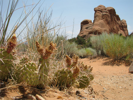 kaktus-i-Arches (81k image)