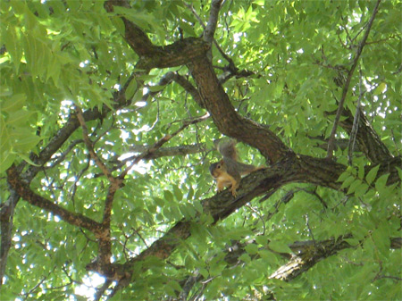 kjeftende-ekorn (88k image)