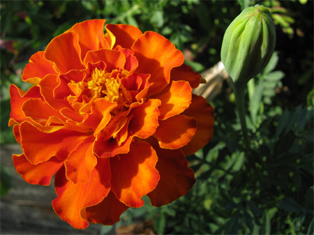 oransje-blomst-knopp (62k image)