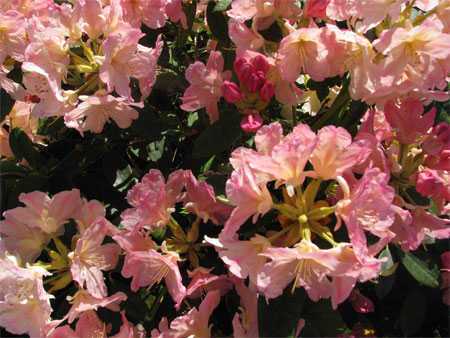 rosa-blomster (58k image)